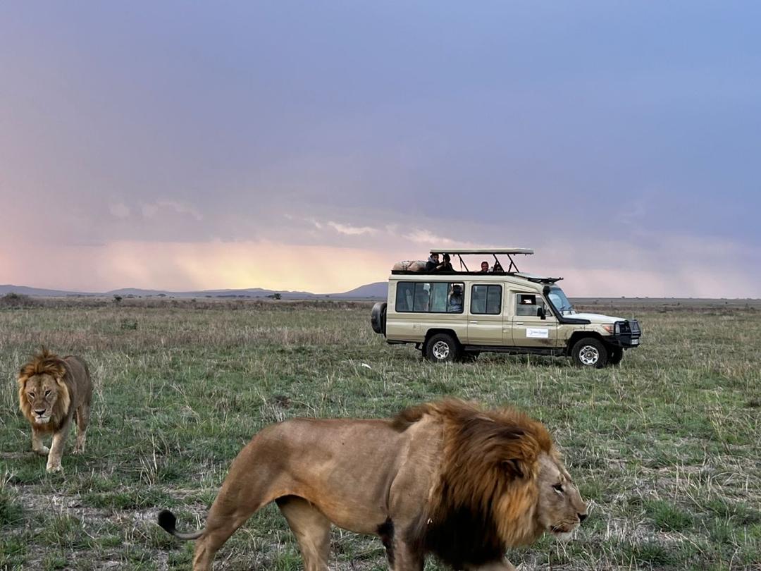 mikumi national park