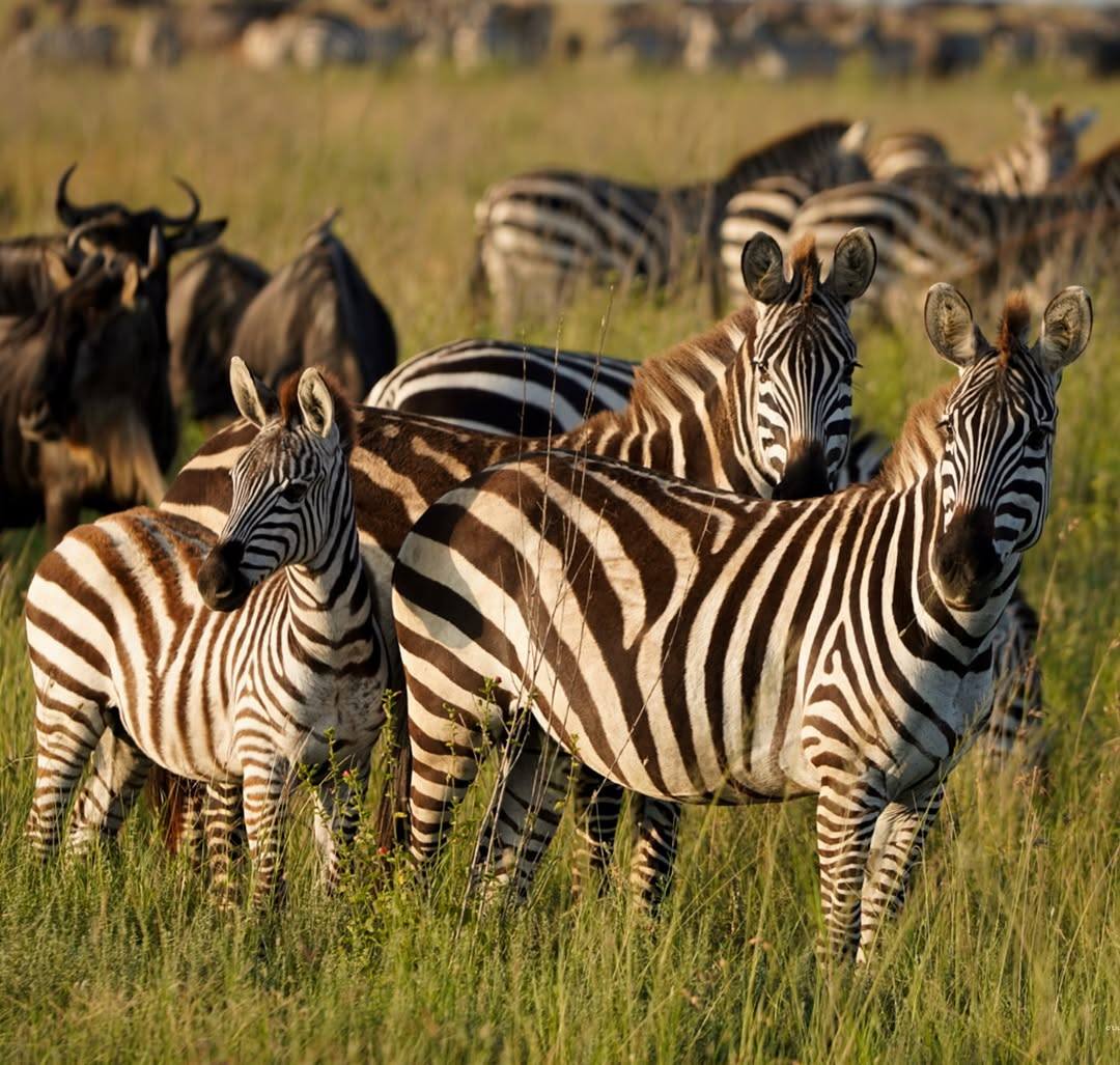 6 Day Culture & Safari (maasai, Hadzabe & Datoga)