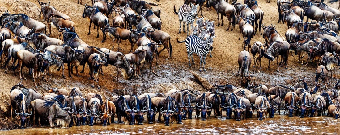 7day Great Migration Tour Mara River Crossing