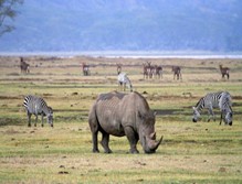 7 Day The Best Of Serengeti, Ngorongoro And Tarangire