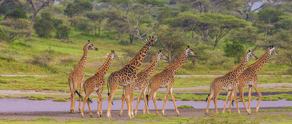 Top Arusha Safari Companies