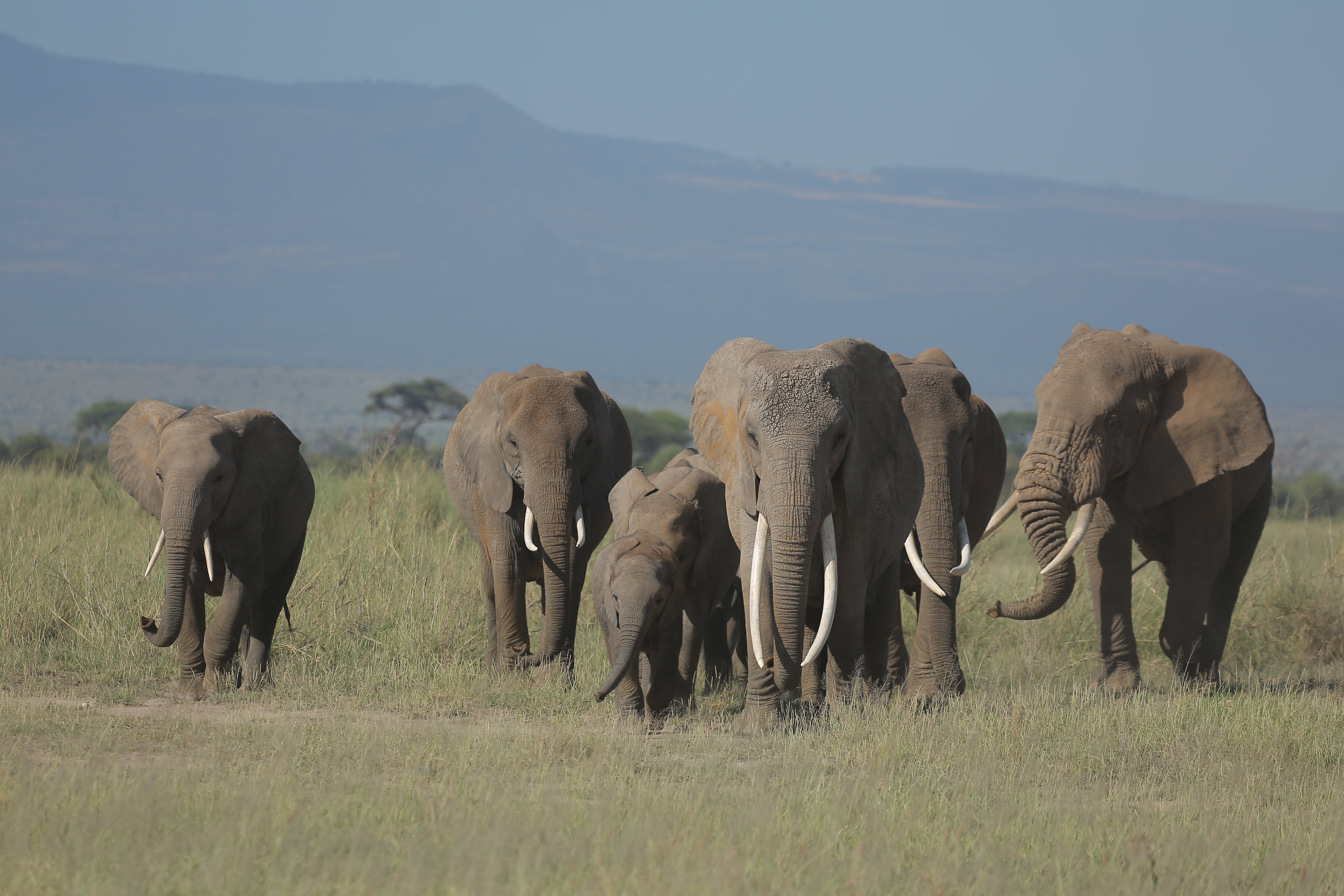 Top-African-safaris